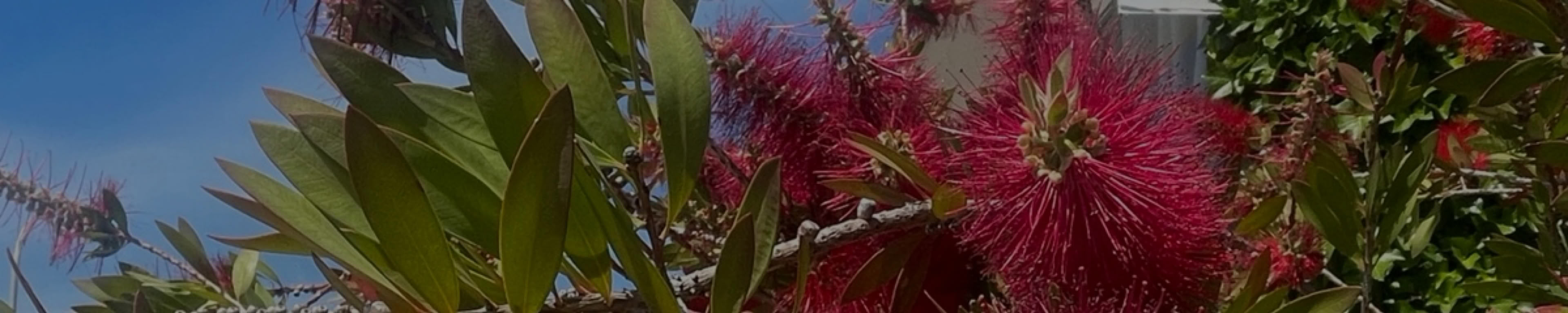 Foto van een Lampepoetserplant (Callistemon laevis) genomen in de stad Denia in Spanje tijdens een reis in 2026.